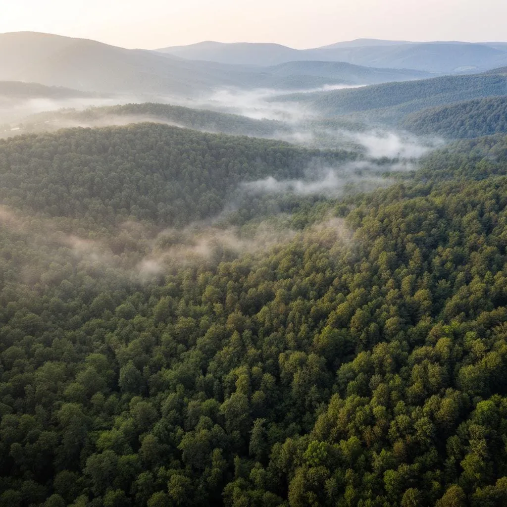Victory for the Romanian Academy: Recovery of 4,500 Hectares of Forest Land